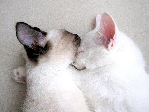 掘金险胜火箭,布伦森在刀锋上投出的绝杀,铸就一场不眠夜传奇