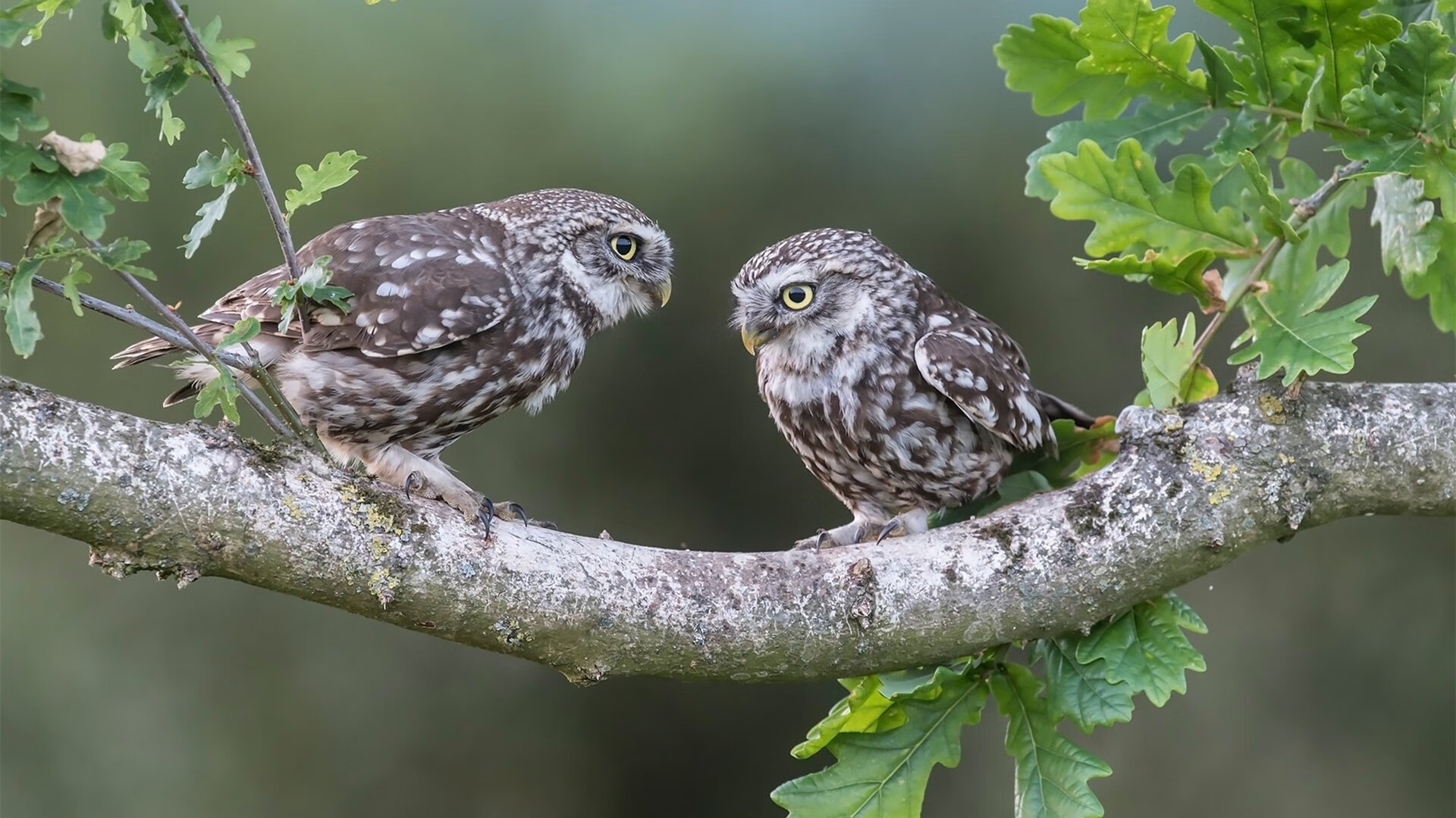 平凡英雄的胜利,当希腊的棋盘锁住多特蒙德,劳塔罗书写比赛法典
