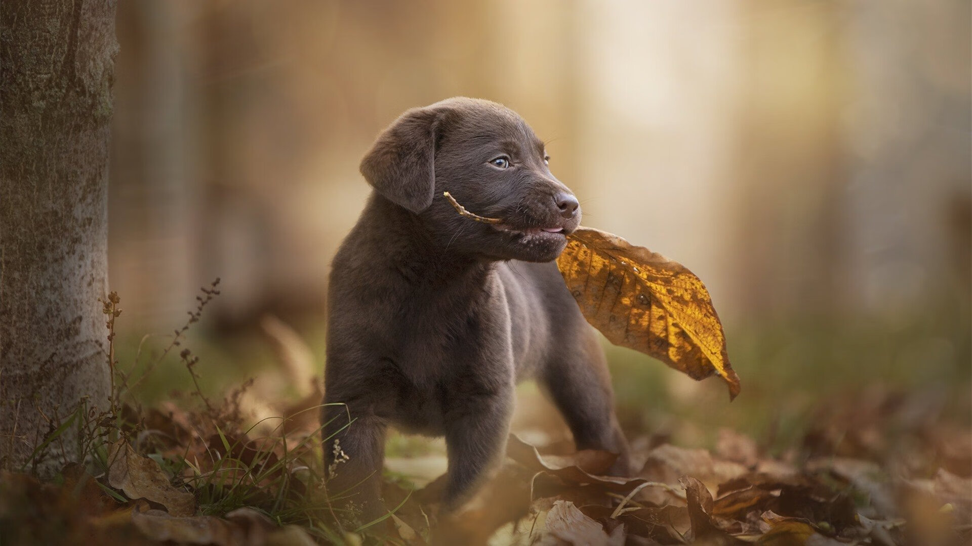双重戏剧，英超争冠白热化，皇家社会压哨胜丹麦的唯一性盛宴