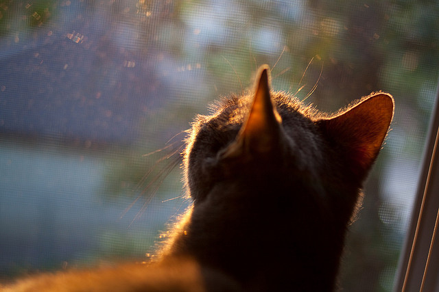 跨界抢七，切尔西冰上奇袭，决胜局带走加拿大