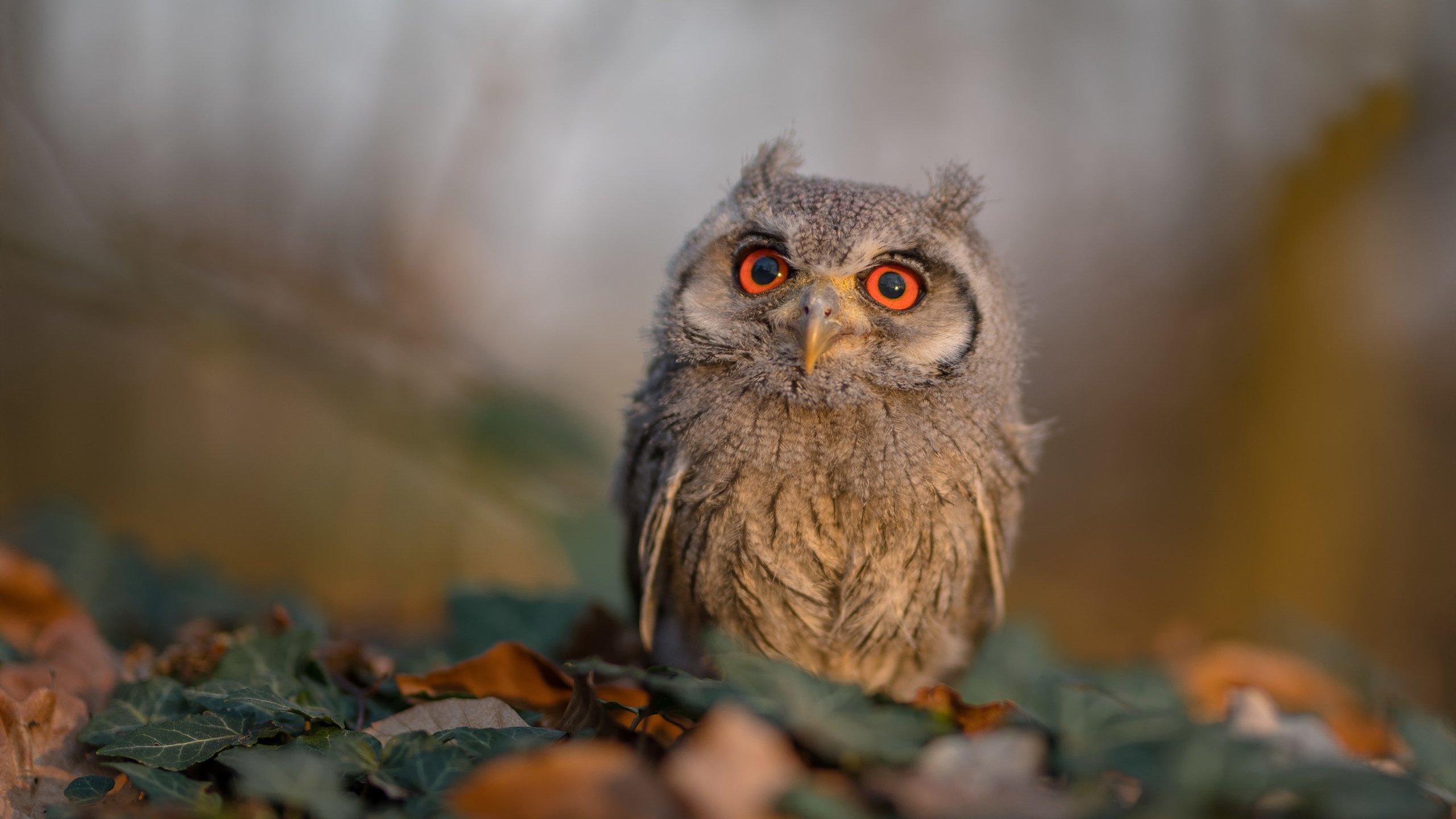 救赎之光与蓝色狂想，足球叙事中的个人与集体史诗