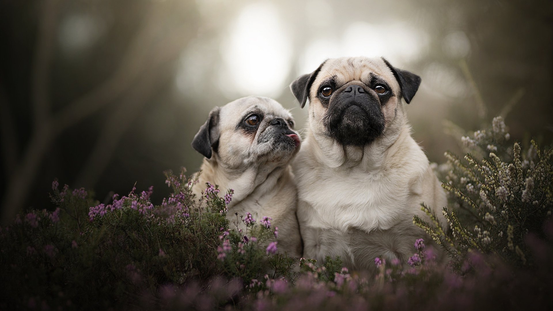 个体神迹与团队颠覆，当哈兰德跨越攻防两端，突尼斯击碎哥斯达黎加