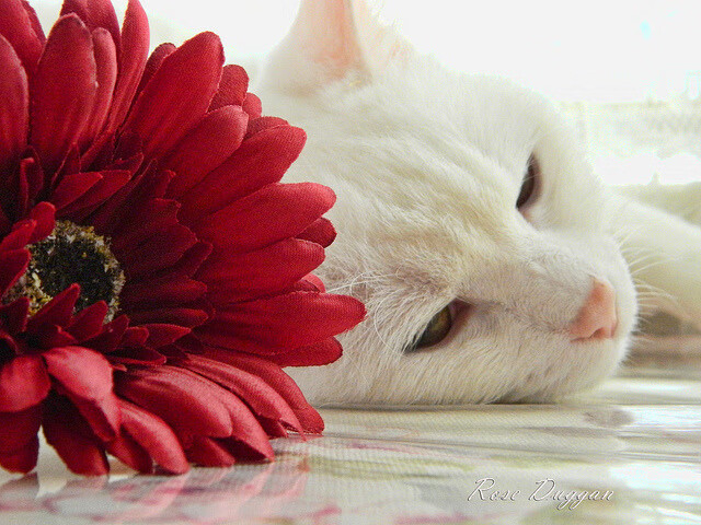 圣西罗的革命,伊萨克完美评分背后,足坛新王的崛起宣言