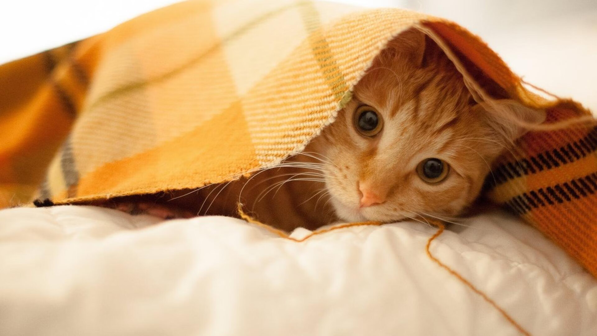 平行宇宙故障报告,当哈利伯顿的魔法落入CBA战场