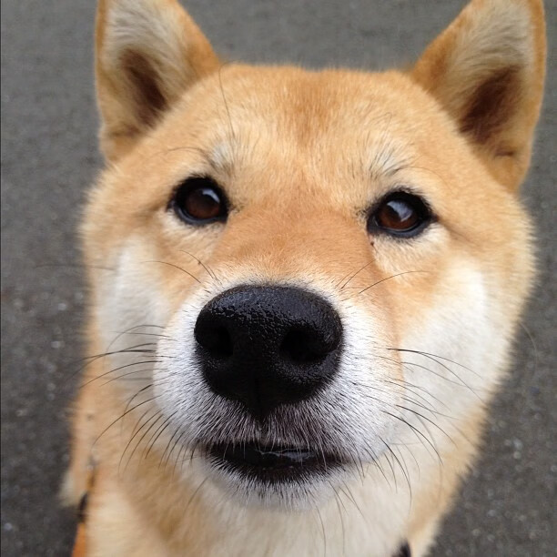 跨界天王山之战，爵士末节收割广东，米切尔47分封神