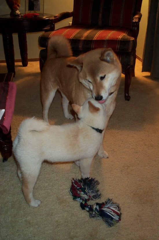 双城突围记,从西甲国家德比到独行侠关键战的体育哲学