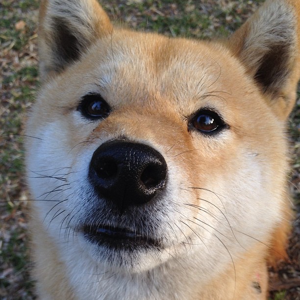 绿茵西决，当潘帕斯风暴席卷沙漠之狐，本泽马于终章接管王座