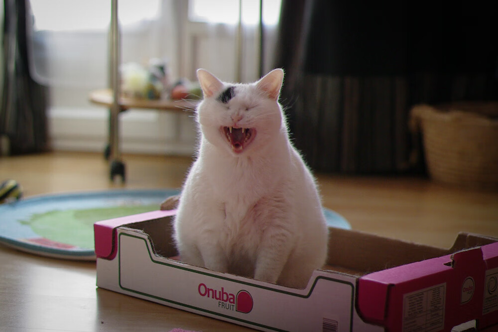 无声的指挥家，当坎特在客厅执教乌拉圭对阵葡萄牙