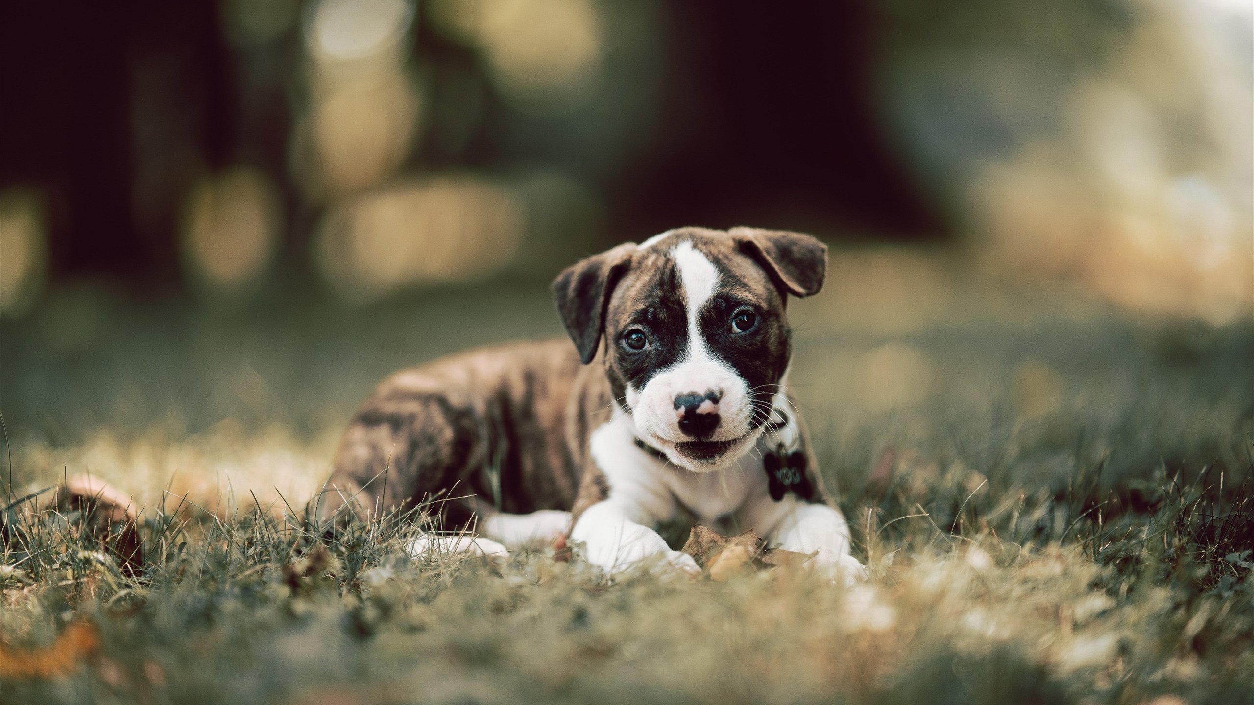 双重奏，湖人编织防守之网，米切尔奏响无解乐章