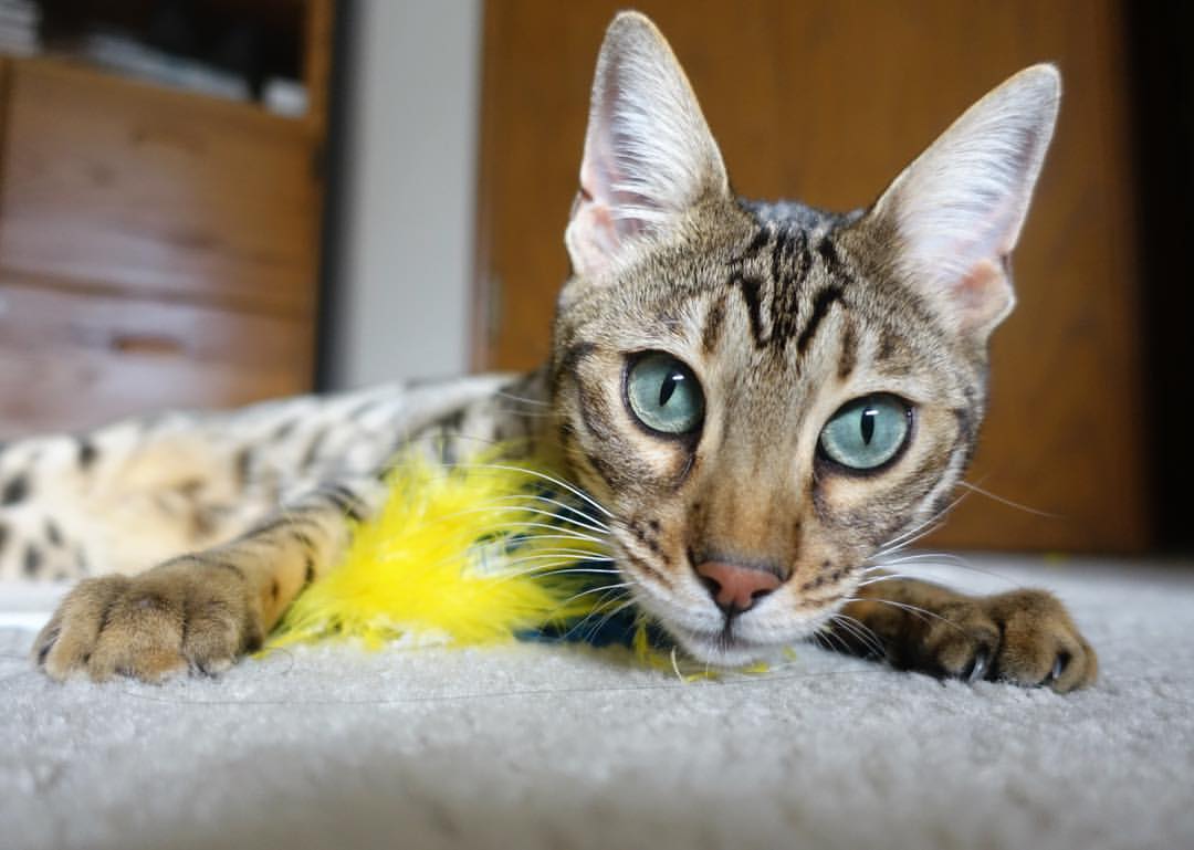 羽翼下的战场，马克西连珠炮火点燃年度焦点之夜