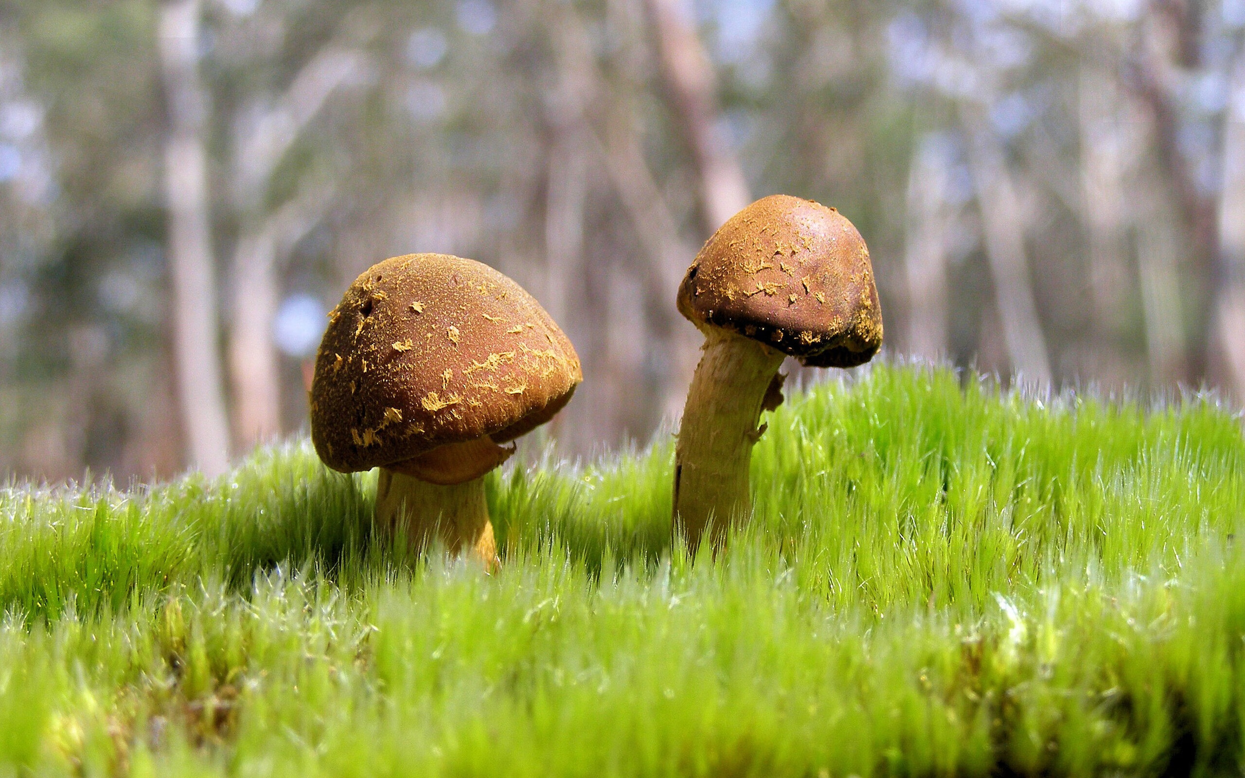 南半球风暴,卡塔尔夜战中崛起的新西兰冠军