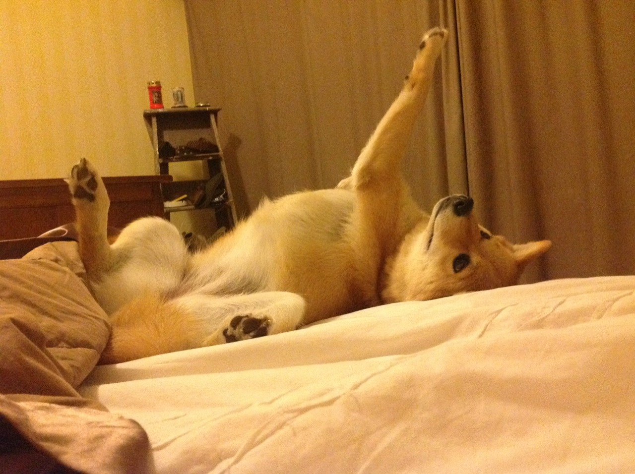 森林狼对阵快船，爱德华兹是指挥家，森林狼奏响胜利的交响