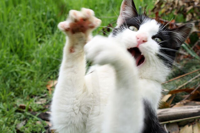 唯一进球撕裂十人防守，蒂亚戈赛后评分何以拉满？