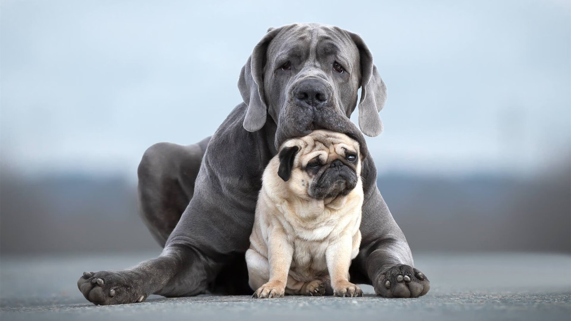 地球两端的篮球星河，当热火遭遇浙江队，塔图姆如何成为全场唯一焦点