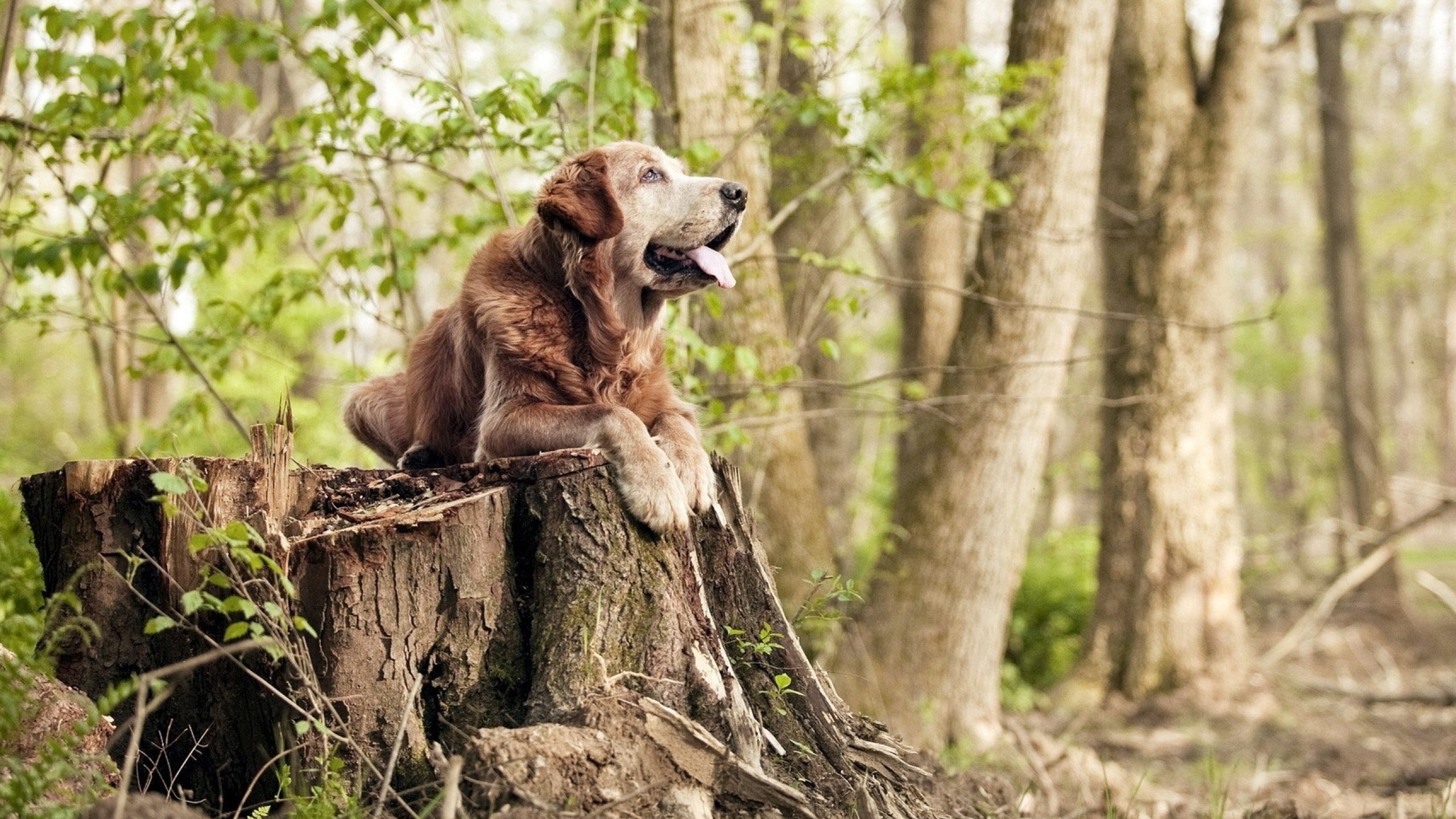 海洋与灯塔，迪亚斯闪耀的背后，摩洛哥如何集体碾压阿尔及利亚