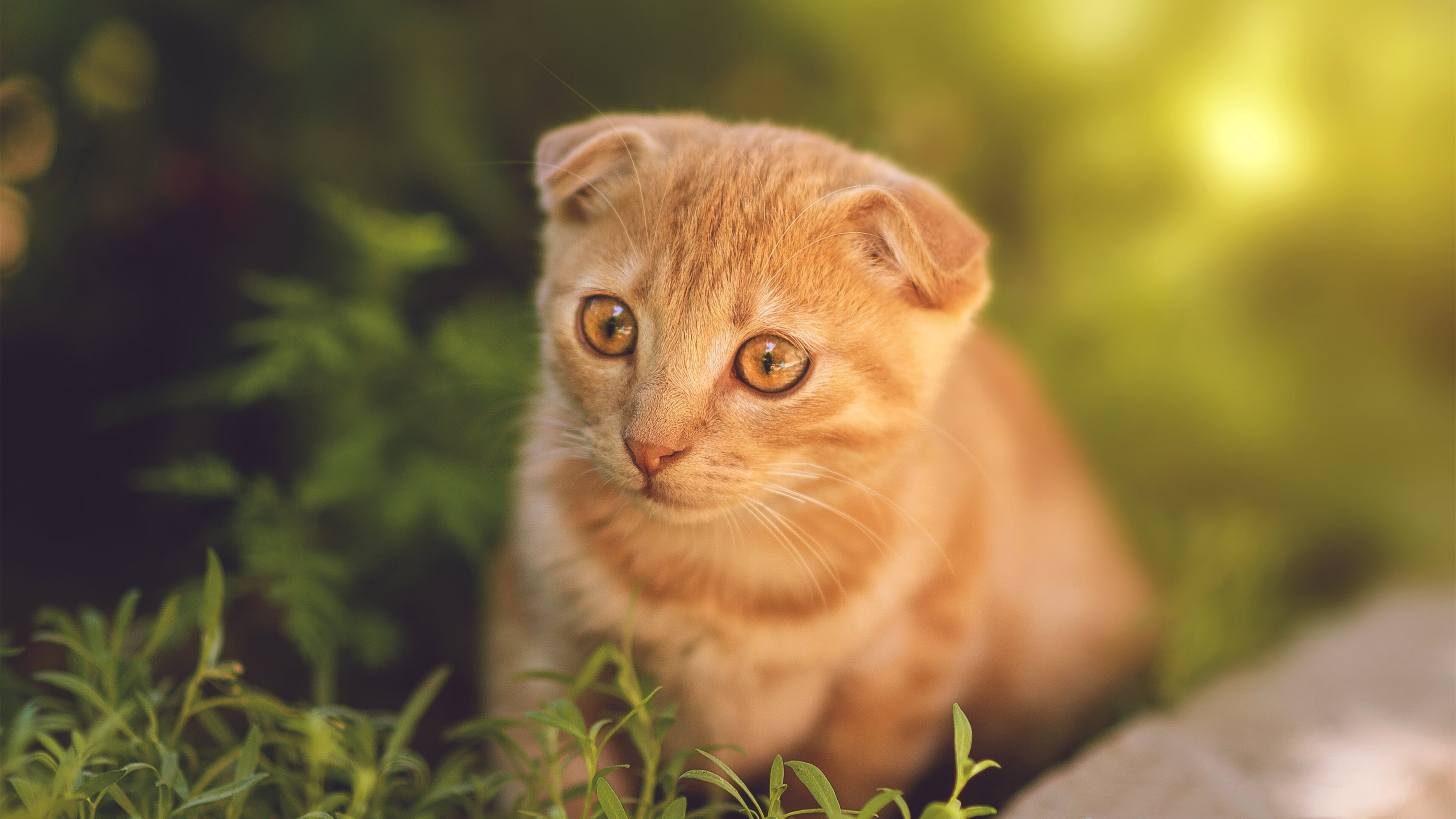 风城新王加冕，布克50分撕裂热火防线的艺术