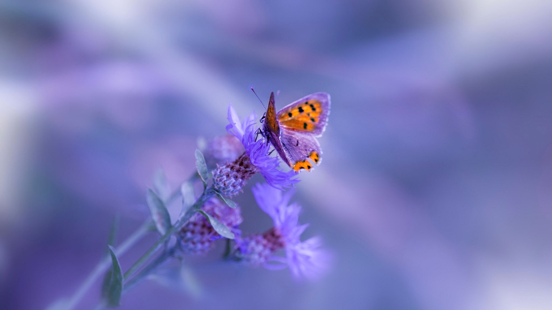 冷面刺客保罗末节觉醒，魔术逆转史诗定义唯一胜利